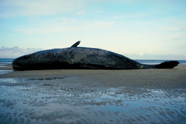 beached whale